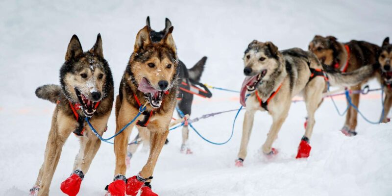 ホワイトホースの犬ぞりツアーで走るそり犬たち（出典：GetYourGuide）