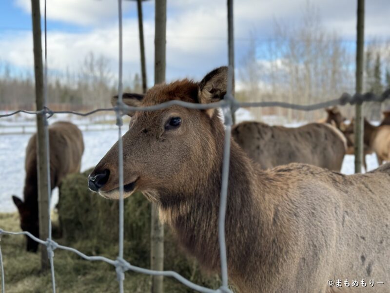 ユーコン野生動物保護区で柵越しに見たエルク
